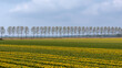 Netherlands countryside, Noordoostpolder area with row of trees along Tulip fields.