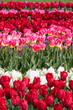 Colorful red and pink Tulip color flowers in the Tulip farm, Netherlands.