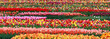 Panoramic view of mixture of colorful Tulip flowers in the farm in the Netherlands .