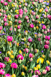 Giant Tecolote ranunculus and Tulips assorted flowers in a flowers field in The Netherlands.