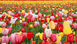Close up view of bright different color Tulip flowers in the flower field in The Netherlands.