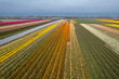 Bright colorful Tulips, Hyacinths and Daffodil fields in the Netherlands.