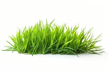 Wall Mural - Fresh green grass lawn flower plant white background tranquility.