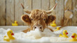 funny cute bison bull with horns taking a bath in tub with bubbles