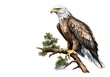 Image of an eagle on a branch on a white background. Birds. Animals. Illustration, Generative AI.