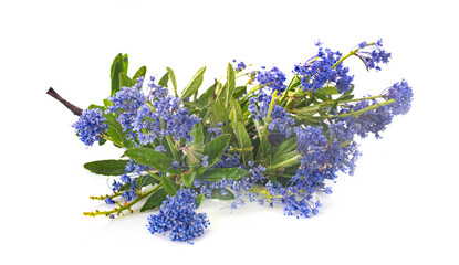 Wall Mural - Ceanothus thyrsiflorus in studio