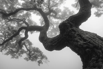 A large tree with twisting branches covered in fog.