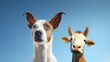 a close up a dog and goat face nature animals photography on a blue sky background