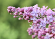 Blooming purple terry lilac with water drops after rain against green background. Soft focus