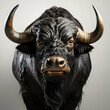Portrait of a black bull with horns on a gray background.