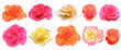 Roses collection. Isolated flowers on transparent background. Pink, orange, yellow and white beautiful cut out blooming roses.