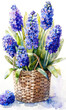 Blue hyacinths in a basket on a white background.