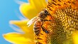 A honeybee exploring the petals of a sunflower, framed against a backdrop of bright blue sky.