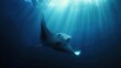 A majestic manta ray gliding effortlessly through the ocean depths, captivating viewers with its graceful movements.