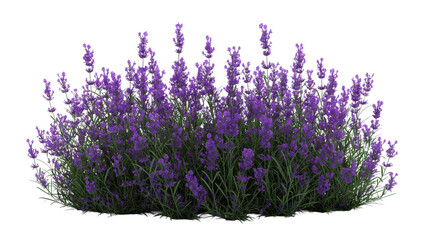 Wall Mural - bunch of lavender transparent background PNG