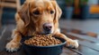 A dog is eating food from a bowl, Generative AI