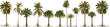 © Transparent PNG - series palm tree transparent background PNG