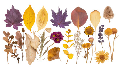 Wall Mural - dried plants transparent background PNG