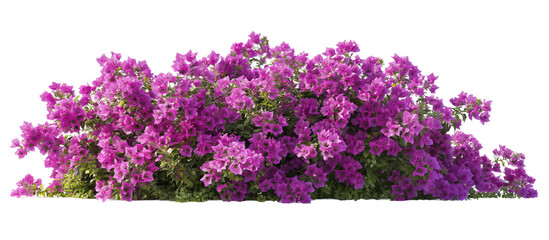 Wall Mural - bougainvillea bush transparent background PNG