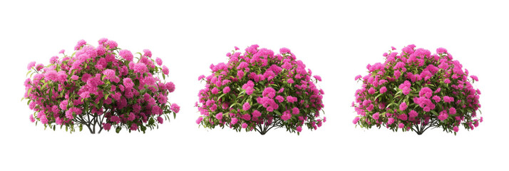 Wall Mural - pink flowers transparent background PNG 