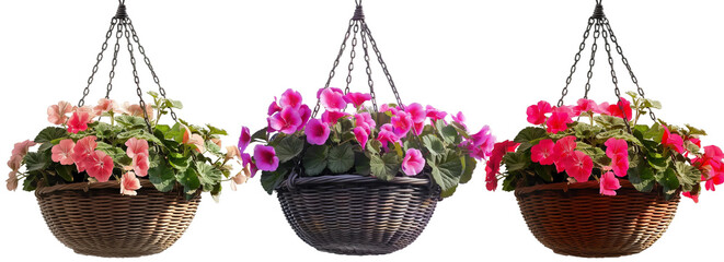 Wall Mural - geraniums transparent background PNG