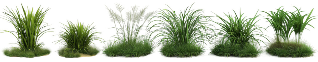 Wall Mural - grass isolated transparent background PNG