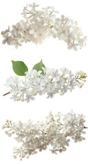 Wall Mural - bunch of flowers lilac transparent background PNG