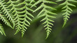 A fern (Polypodiopsida or Polypodiophyta) is a member of a group of vascular plants (plants with xylem and phloem) that reproduce via spores and have neither seeds nor flowers
