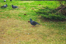 A Pigeon On The Grass. Birds Walk On The Grass