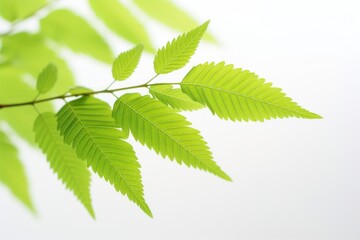 a close up of a leaf