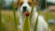 Photo of a tick insect sitting on green grass, with a jack russell dog in the background