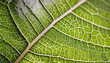 A macro shot of a leaf's vein network, its life-giving pathways forming an organic background