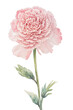 Watercolor pink carnation flowers. Decoration for Mother's day card, weddings, wedding design, wedding invitation.