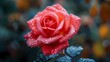 A red rose with morning dew on its petals, evoking a sense of freshness and purity