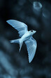 Graceful movement of the flying fish as they glide effortlessly through the air, hyper realistic, low noise, low texture