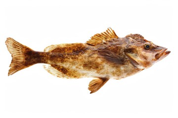 High-Resolution Halibut: Brown Scales Side Profile on White Background