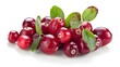 Cranberry on a white background  Ai generated 