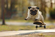 A pug dog effortlessly gliding through a series of skateboard tricks, hyper realistic, low noise, low texture