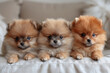 fluffy Pomeranian puppies on a couch in the living room