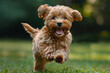 Yorkshire Terrier dog that runs cheerfully and friendly towards its master