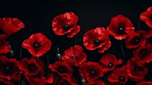 Red Poppy Flowers On Black Background. Generative Ai