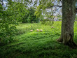 Sheep grazing in the pasture