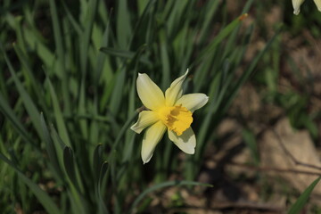 Wall Mural - yellow daffodil narcissus 