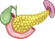 Pancreas, gallbladder, small intestine and spleen anatomy illustration on a white background