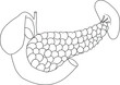 Pancreas, gallbladder, small intestine and spleen anatomy black and white illustration on a white background