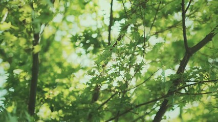 Wall Mural - Green maple leaves with bokeh light sunrise in the park, Spring and summer, Young green spring tree background