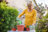 Fototapeta Na drzwi - Happy senior woman gardening in her yard. She is planting flowers.	