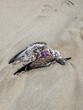 Dead body of a seabird lying on a beach