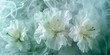 Wonder imagine white smoke merge bouquet flowers joy white background 