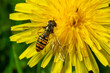 © Oleh Marchak - Marmalade hoverfly, Episyrphus balteatus, posed on a yellow flower
